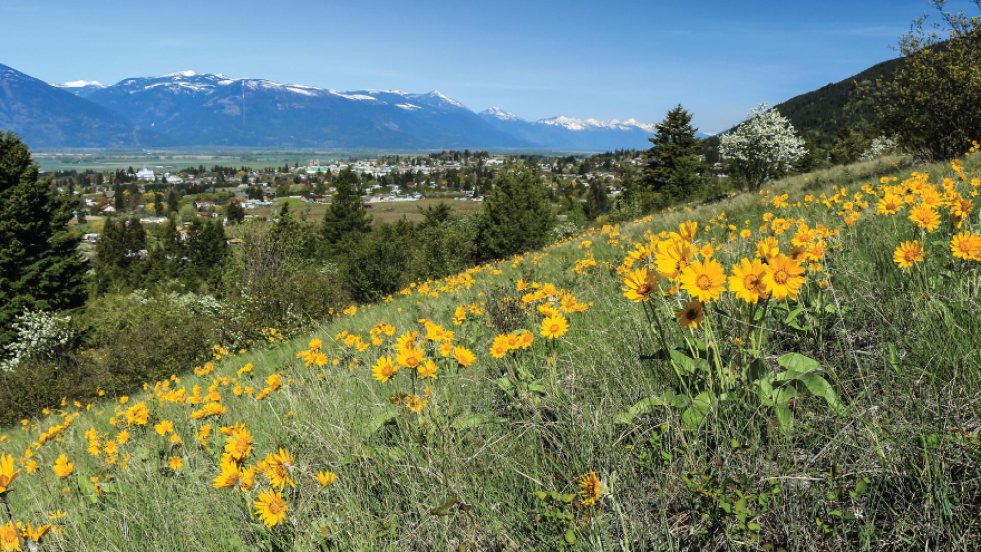 valley view of mountains with flowers in forefront